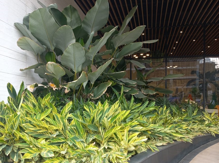 Greenscape Creation